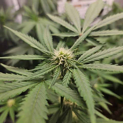 PICATCHU growlog timeline photo