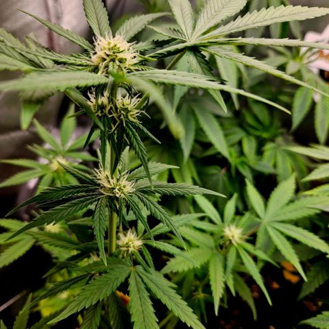 PICATCHU growlog photo: Cut