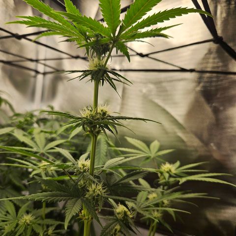 PICATCHU growlog photo: Cut