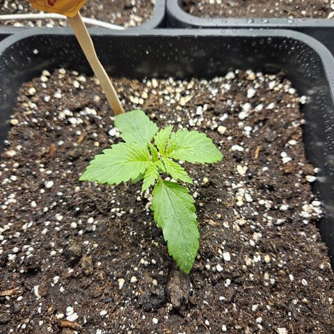 PICATCHU growlog timeline photo