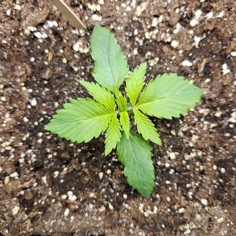 PICATCHU growlog timeline photo