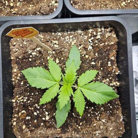 PICATCHU growlog timeline photo