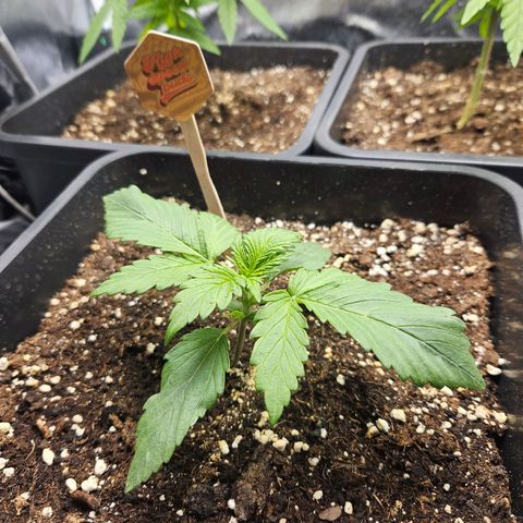 PICATCHU growlog timeline photo