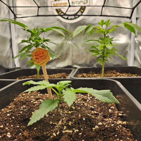 PICATCHU growlog timeline photo
