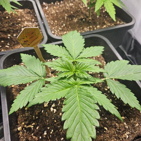 PICATCHU growlog timeline photo