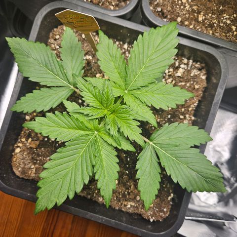 PICATCHU growlog timeline photo