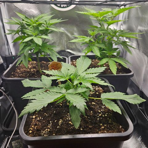 PICATCHU growlog timeline photo