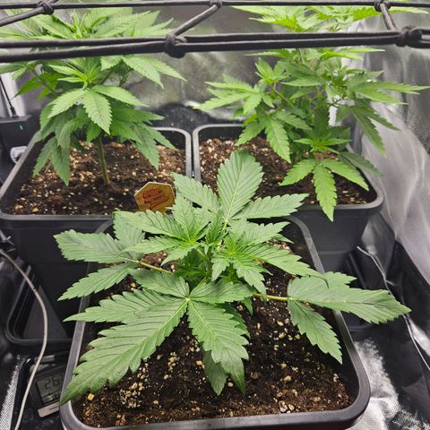 PICATCHU growlog timeline photo