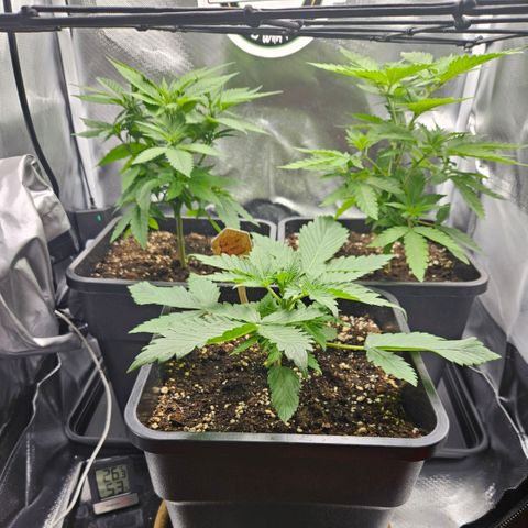 PICATCHU growlog timeline photo