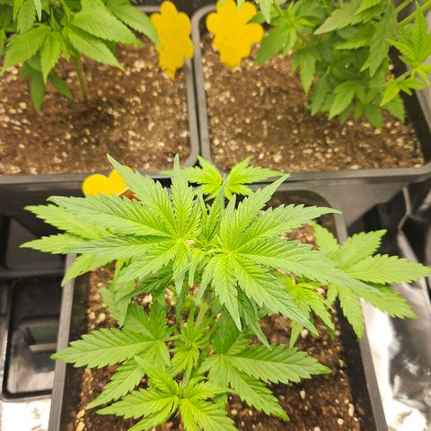 PICATCHU growlog timeline photo