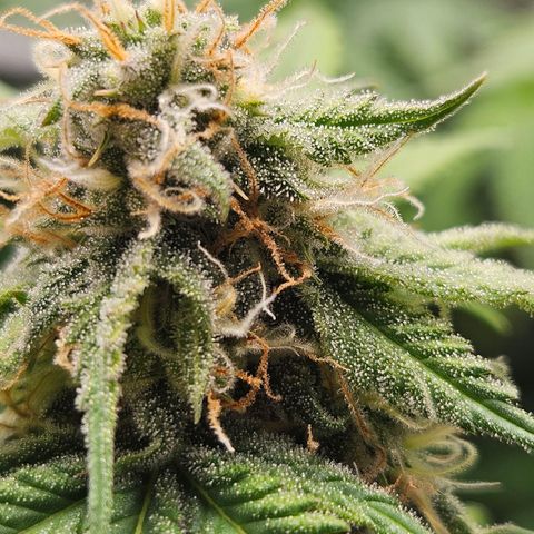 PICATCHU growlog timeline photo