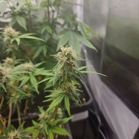 PICATCHU growlog timeline photo