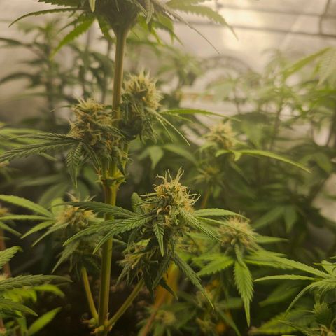 PICATCHU growlog timeline photo