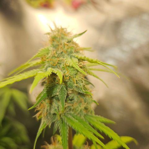 PICATCHU growlog timeline photo