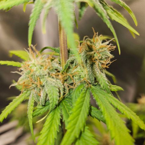 PICATCHU growlog timeline photo