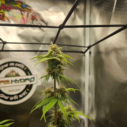 PICATCHU growlog timeline photo