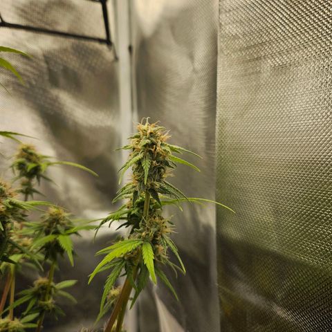 PICATCHU growlog timeline photo