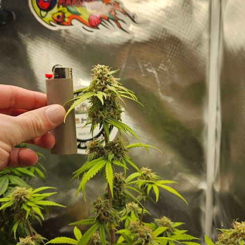 PICATCHU growlog timeline photo