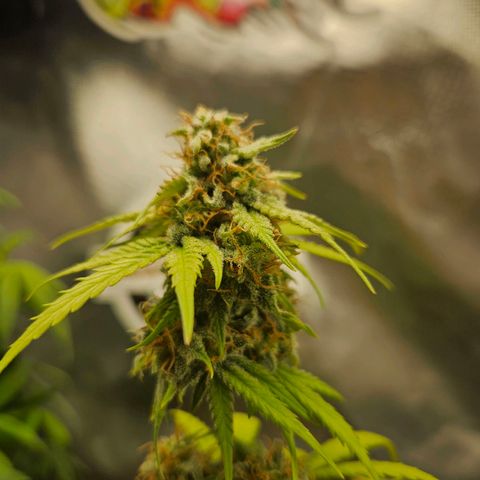 PICATCHU growlog timeline photo