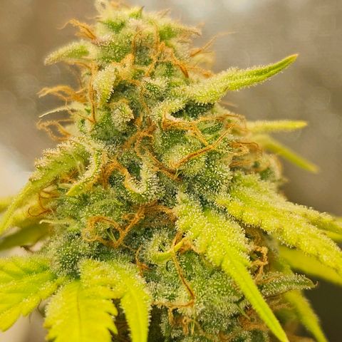 PICATCHU growlog timeline photo
