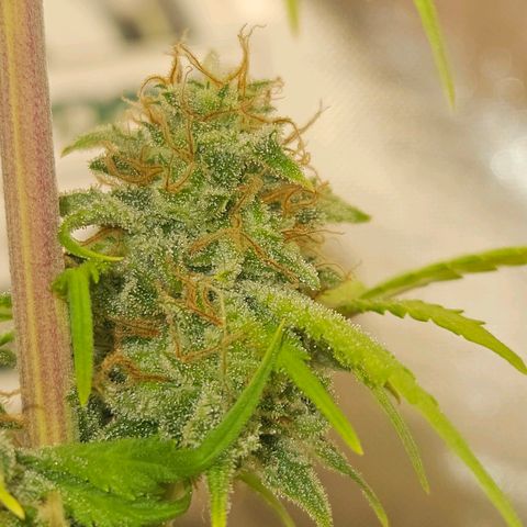 PICATCHU growlog timeline photo