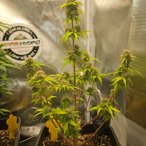 PICATCHU growlog timeline photo