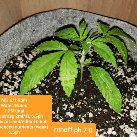 Mango Hashplant growlog timeline photo