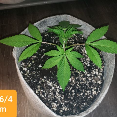 Mango Hashplant growlog timeline photo