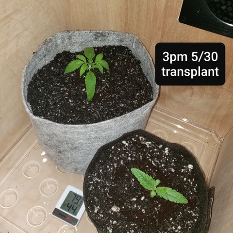 Mango Hashplant growlog timeline photo