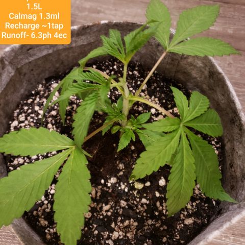 Mango Hashplant growlog timeline photo