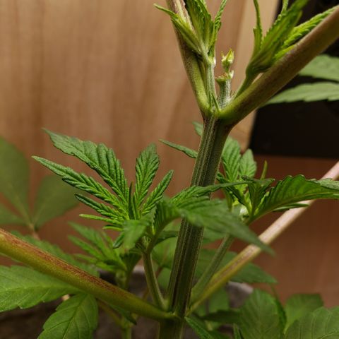 Mango Hashplant growlog timeline photo