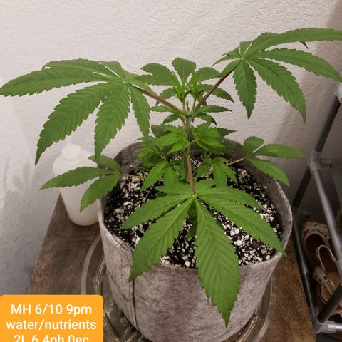 Mango Hashplant growlog timeline photo