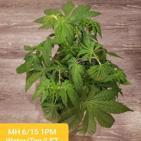 Mango Hashplant growlog photo: Had to leave town from the 11th. Grew like a weed while I was gone. Topped two more sites today.