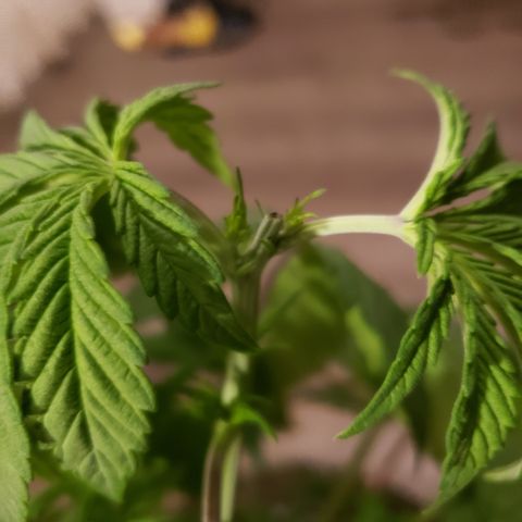 Mango Hashplant growlog photo: Had to leave town from the 11th. Grew like a weed while I was gone. Topped two more sites today.