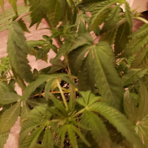 Mango Hashplant growlog photo: Had to leave town from the 11th. Grew like a weed while I was gone. Topped two more sites today.