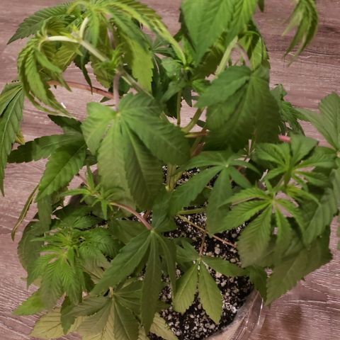Mango Hashplant growlog photo: Had to leave town from the 11th. Grew like a weed while I was gone. Topped two more sites today.