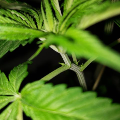 Mango Hashplant growlog photo: Trying to sex this plant today...