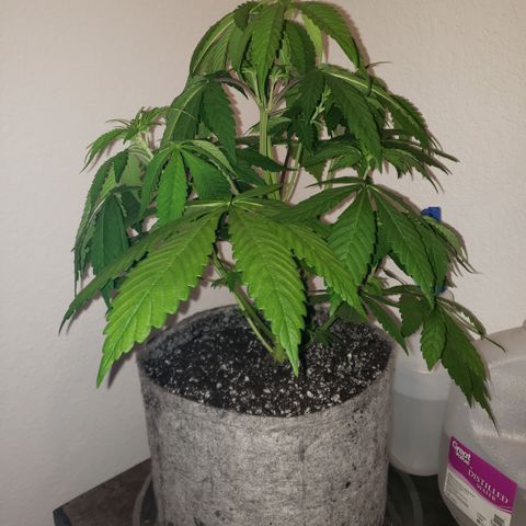 Mango Hashplant growlog photo: Flush/trim