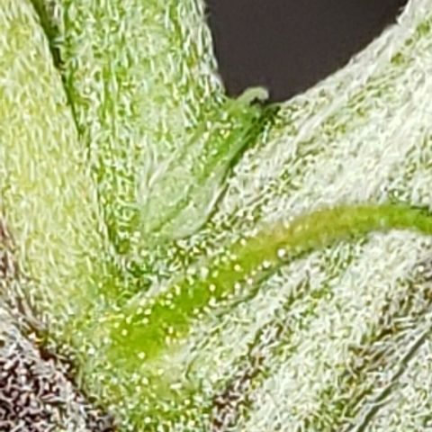 Mango Hashplant growlog photo: Flush/trim