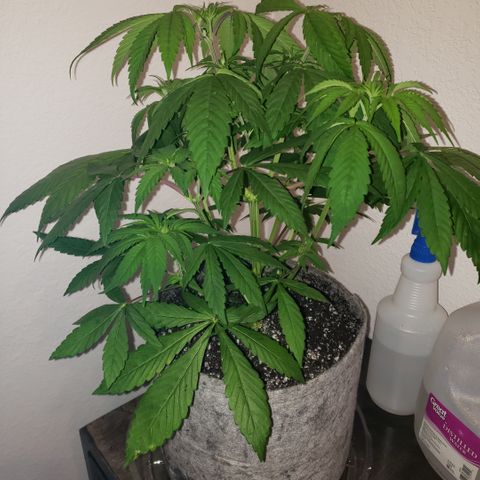 Mango Hashplant growlog photo: Flush/trim