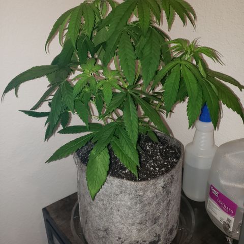 Mango Hashplant growlog photo: Flush/trim