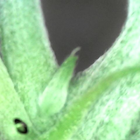 Mango Hashplant growlog photo: Flush/trim