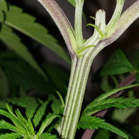 Mango Hashplant growlog photo: Flush/trim