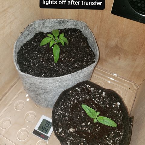 Green Crack growlog photo: Transplant