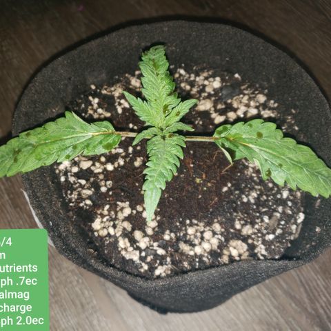 Green Crack growlog timeline photo