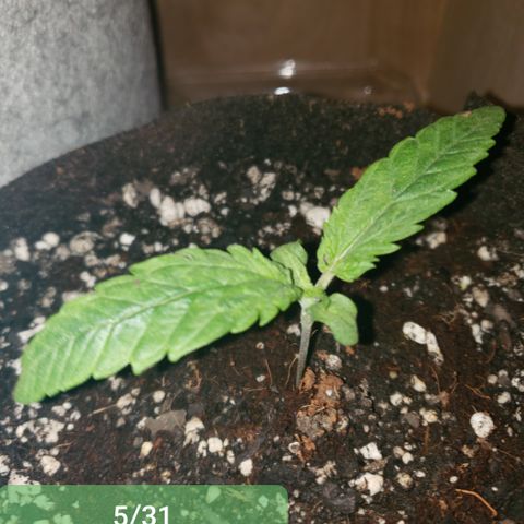Green Crack growlog timeline photo
