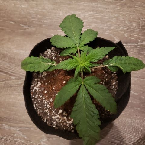 Green Crack growlog timeline photo