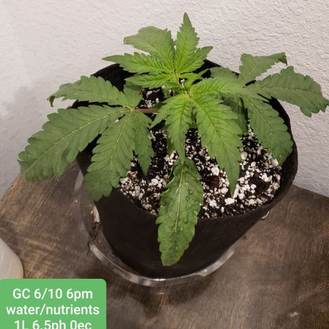 Green Crack growlog timeline photo