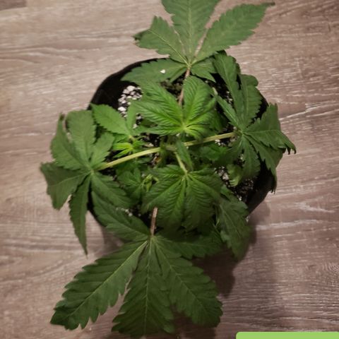 Green Crack growlog timeline photo