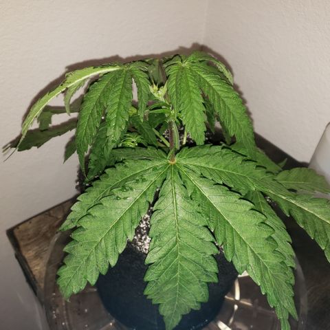 Green Crack growlog timeline photo
